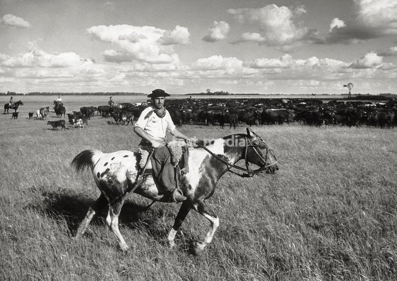Gauchos driving a herd of cattle in the pampas of 'Estancia Mercedes', 100 km away from Buenos Aires. Argentina, November 1957 SPECIAL FEE - CONTACT US FOR NOT EDITORIAL USAGE