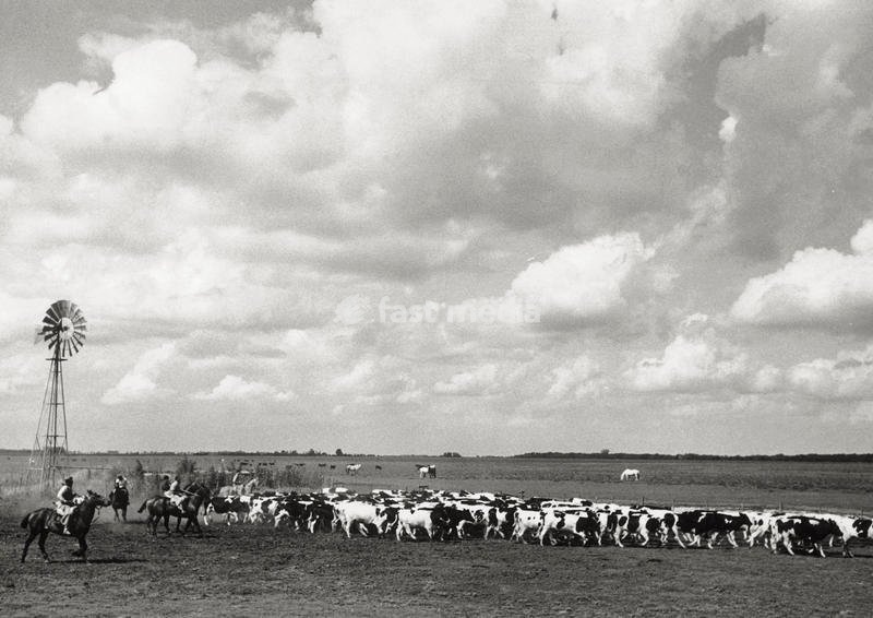 Gauchos driving a herd of cattle in the pampas of 'Estancia Mercedes', 100 km away from Buenos Aires. Argentina, November 1957 SPECIAL FEE - CONTACT US FOR NOT EDITORIAL USAGE