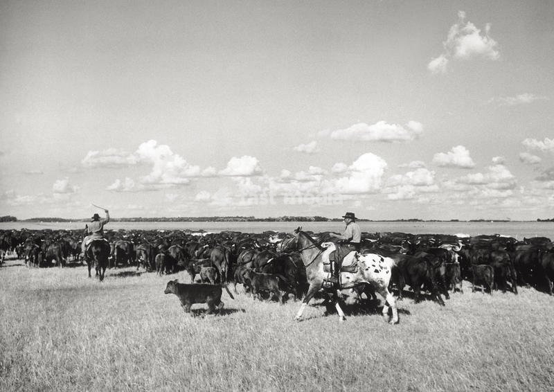 Two gauchos driving a herd of cattle in the pampas of 'Estancia Mercedes', 100 km away from Buenos Aires. Argentina, November 1957 SPECIAL FEE - CONTACT US FOR NOT EDITORIAL USAGE