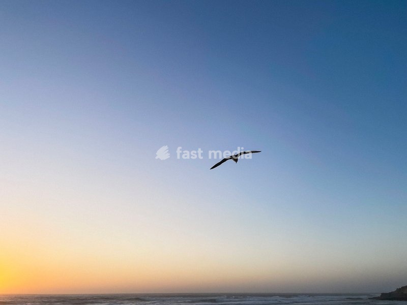 Portugal, Ericeira, seagull at sunset