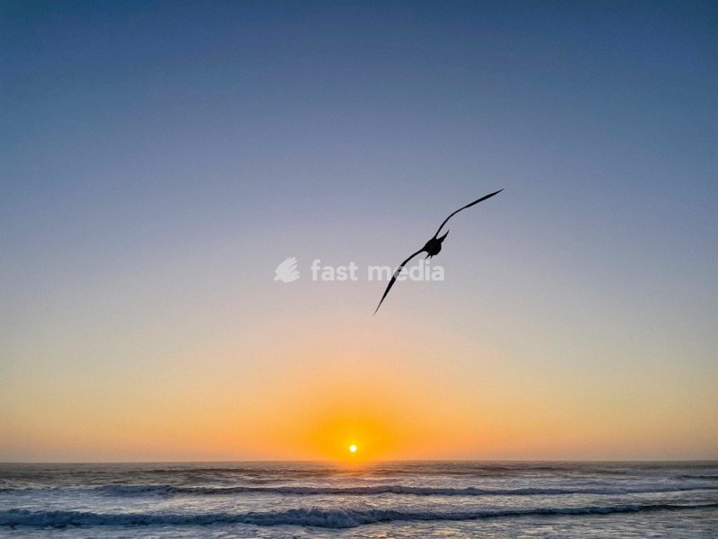 Portugal, Ericeira, seagull at sunset
