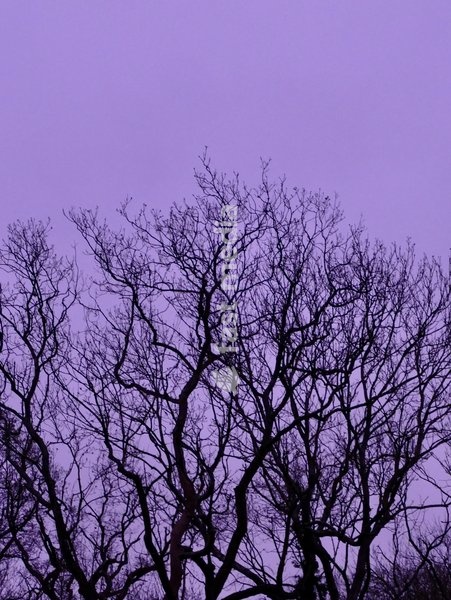 Unusual mauve tinted skies on a cloudy start to the day at dawn