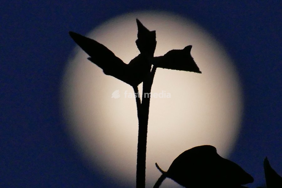 The waxing gibbous moon visible in the dusk sky at 92.8%. This intermediate Moon phase starts after the First Quarter Moon and lasts until the Full Moon