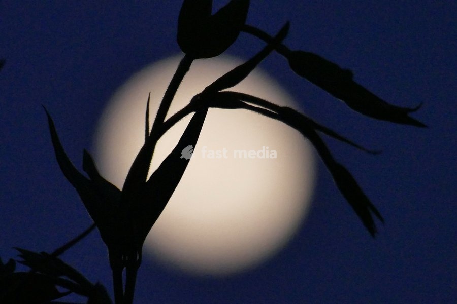 The waxing gibbous moon visible in the dusk sky at 92.8%. This intermediate Moon phase starts after the First Quarter Moon and lasts until the Full Moon